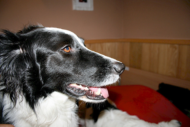 Fortbildung: Was Hunde uns sagen - (Beschwichtigungs-)Signale erkennen