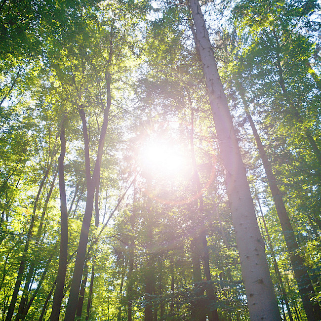 Waldlauf (Positiv-Szene)