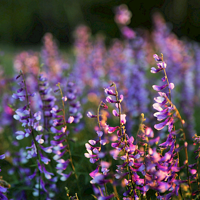 Frühling (Positiv-Szene)