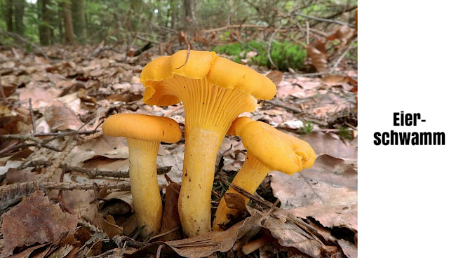 Eierschwamm/Pfifferling
