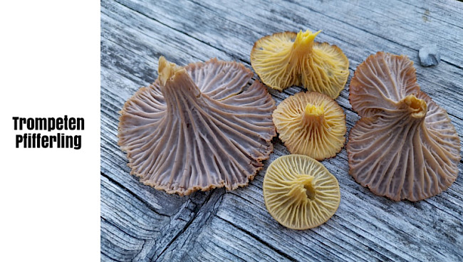 Trompetenpfifferling / durchbohrter Leistling