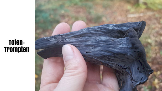 Totentrompete / Herbsttrompete
