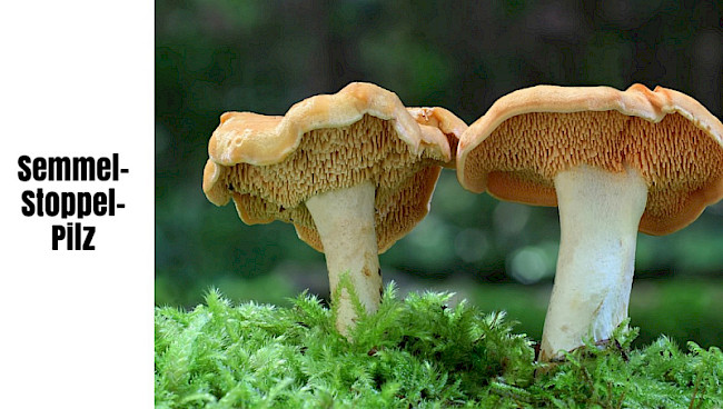 Semmelstoppelpilz