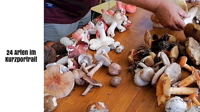 24 Arten im Kurzbeschrieb