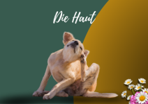Die Haut