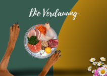 Fütterung/Darmaufbau