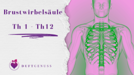 Brustwirbelsäule