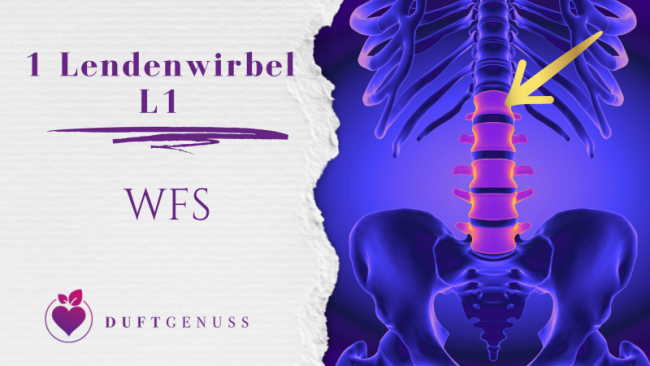 1 Lendenwirbel - L1