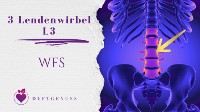 3 Lendenwirbel - L3
