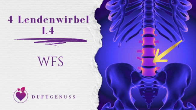 4 Lendenwirbel - L4