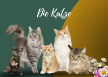 Alles für die Katz
