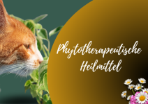 Phytotherapeutische Heilmittel