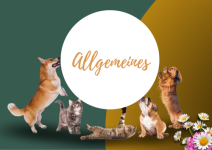 Allgemeines