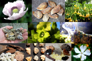 Räucherschätze dieser Welt: Pflanzenmagie und Ritualwissen