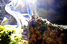 Artemisia - Göttin in Pflanzengestalt