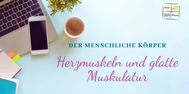 Herzmuskeln und glatte Muskulatur