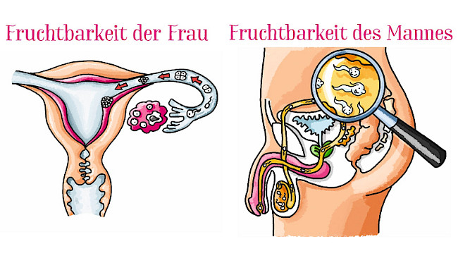 Frauen können pro Monat an nur 7 Tagen schwanger werden