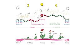 Kapitel 3 / Der weibliche Zyklus