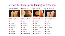 Kapitel 6 / Zervix Schleim
