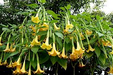 Giftpflanzen-Ethnopharmakologische Annäherungen