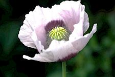 Heil- und Ritualpflanzen der Antike