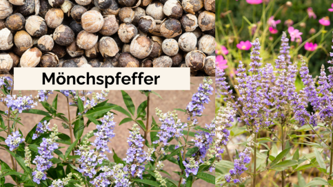 Mönchspfeffer