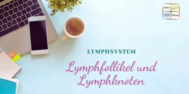 Lymphfollikel und Lyphknoten