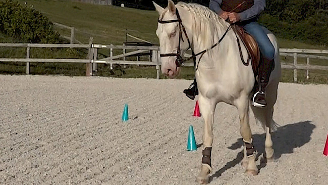 12 | Linienführung: Schiefe des Pferdes