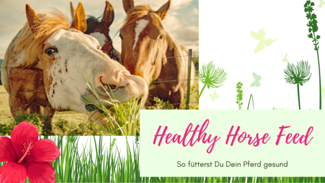 Healthy Horse Feed