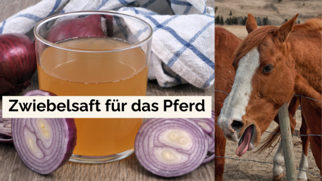 Zwiebelsaft für das Pferd