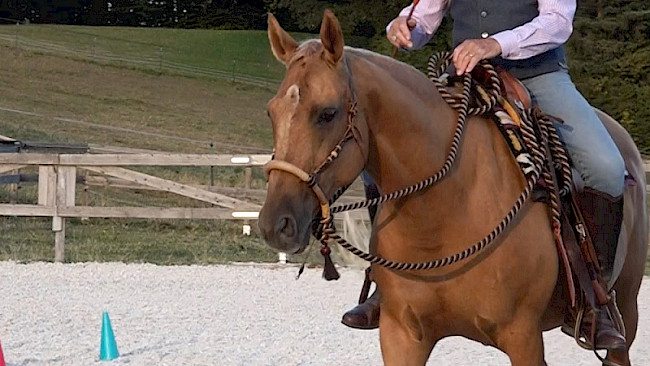 11 | Einzelne Hilfen: Mittelzirkel (Bosal)