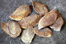 Außergewöhnliche Räucherstoffe – Von Räucherklauen, Teufelsdreck, u.a.