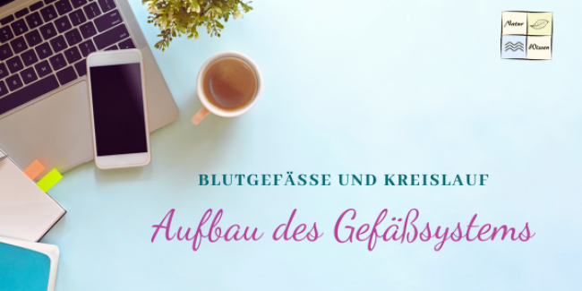 Aufbau des Gefäßsystems