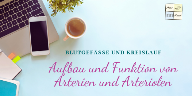 Aufbau und Funktion von Arterien und Arteriolen