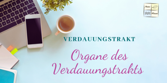 Organe des Verdauungstrakts