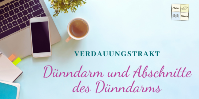 Dünndarm und Abschnitte des Dünndarms