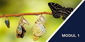 Die Metamorphose des Schmetterlings