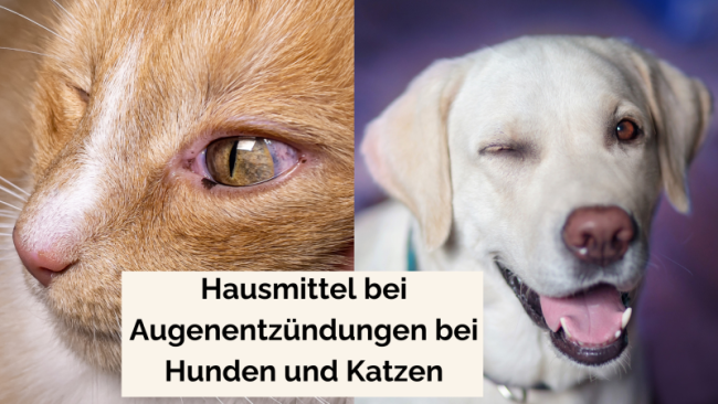 Hausmittel bei Augenentzündungen bei Hunden und Katzen