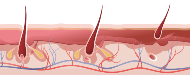 Die natürlichen Wachstumsphasen unserer Haare