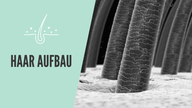 Aufbau des Haares