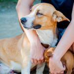 Tierkommunikation Modul 1 - Die Basics