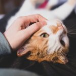 Tierkommunikation Modul 2 - Kontakt zum Tier