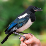 Tierkommunikation Modul 4 - Die praktische Umsetzung