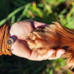 Tierkommunikation Modul 5 - Fehleranalyse