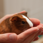 Tierkommunikation Modul 6 - Anwendung aller Aspekte mit Tierbesitzer