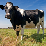 Tierkommunikation - Die Lehrblätter