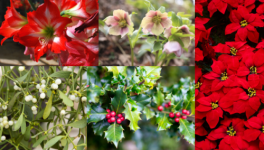 Modul 6: Das Blütenwunder