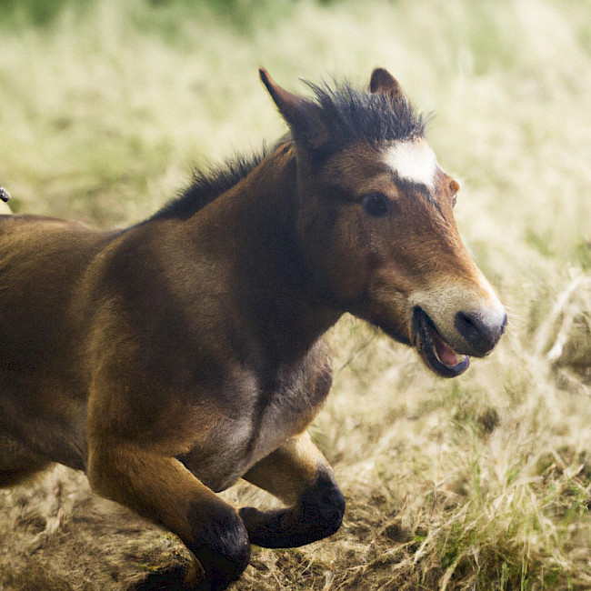 AD(H)S und Impulsivität