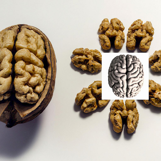 Walnüsse und das Gehirn