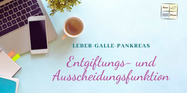 Entgiftungs- und Ausscheidungsfunktion